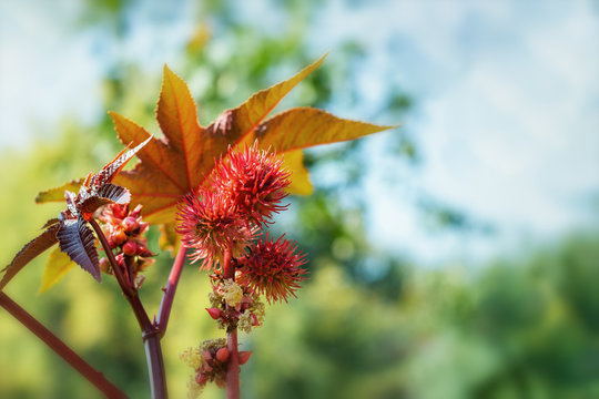 Ricinus communis, red spiny fruits and large carved leaves. Oilseed, medicinal, healthy and ornamental garden plant.
