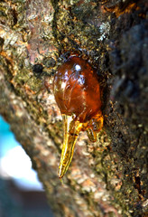 Выделение смолы на стволах