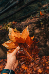 autumn leaves in a hand