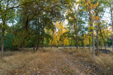 Fototapeta premium Trees with orange autumn tone
