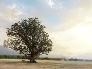 tree in the field