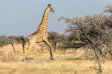 giraffe running in the savannah in Etosha National Park in Namibia