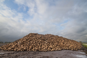 Heap of Sugar beet in autumn after the harvest under a blue sky with clouds