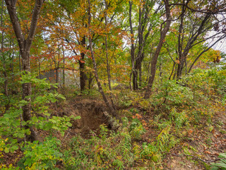 Autumn trees in a bright autumn Sunny day on a small slope