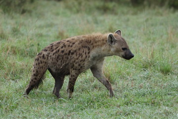 Spotted hyena in the african savannah.