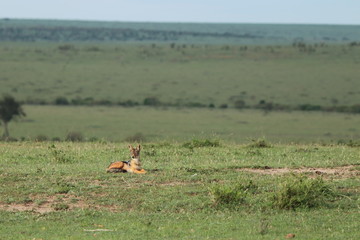 Fototapeta na wymiar Black-backed jackal in the african savannah.