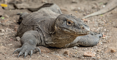 The Komodo dragon. Front view, close up. Scientific name: Varanus komodoensis. Indonesia.