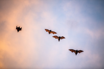 A flock of fruit bats in the sunset sky. The small flying fox, island flying fox or variable flying fox (Pteropus hypomelanus), fruit bat . Fox bat flying in the sunset sky.