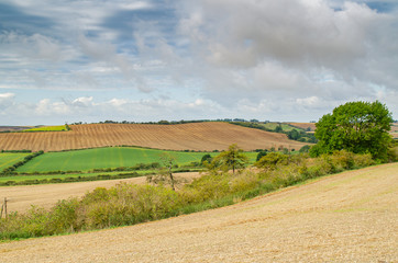 Fototapeta premium rural landscape with wheat field and blue sky