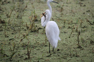 Migratory birds hunt for there food