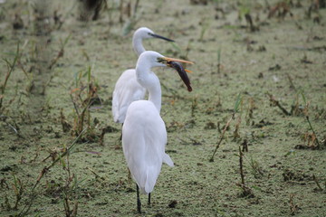 Migratory birds hunt for there food