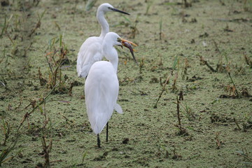 Migratory birds hunt for there food