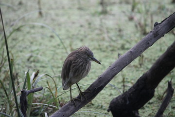 Migratory birds searching for food