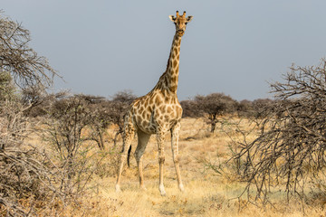 giraffe running in the savannah in Etosha National Park in Namibia