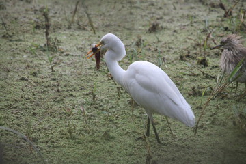 Migratory birds hunt for there food