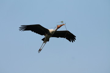 Migratory birds colecting nest material