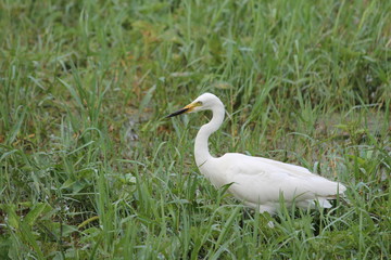 Migratory birds hunt for there food