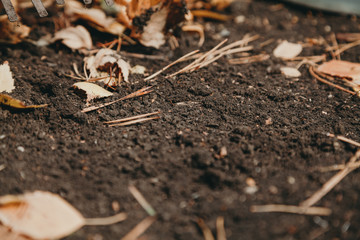 Garden plot with fallen pine leaves and needles
