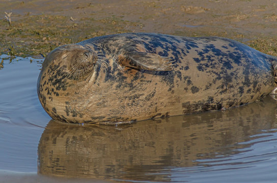 Grey Seal Cow At Donna Nook