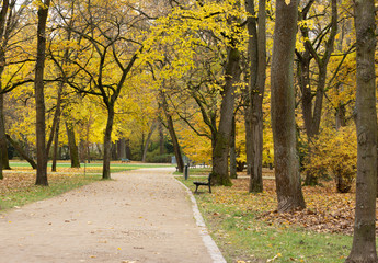 autumn in the park