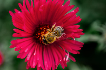 wespe auf einer blume