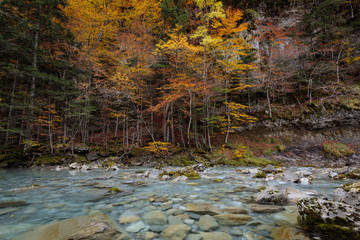 river going through a forest with orange-leafed trees in an autumnal landscape in the mountains