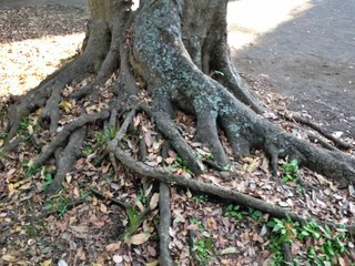 I was surprised by the trees in the park. I don't usually go to the park, so I'm thrilled to see nature in the neighborhood.