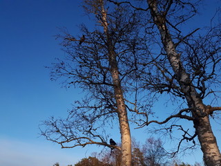 tree against blue sky