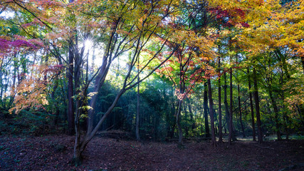 단풍이 아름다운 가을 길