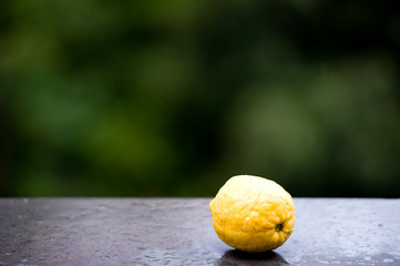 limon amalfi