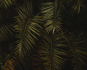 Tropical palm leaves, floral pattern background, real photo , Green leaves of tropical forest plant...