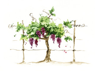 Vineyard / Grape on the trellis, watercolor illustration © imagination13