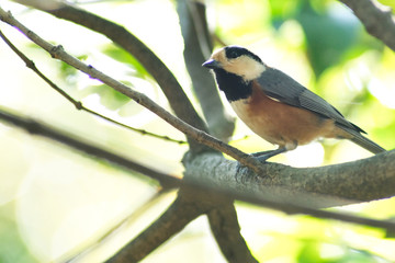 varied tit on branch