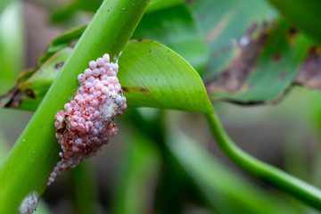 Pila ampullacea - Apple snail eggs that have been partially hatched On the leaf stalks of green...