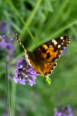 Schmetterling 2