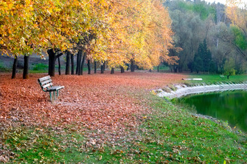 Fallen leaves of trees in autumn in the park near the lake.