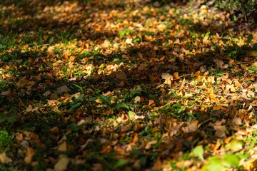 紅葉したイチョウの木