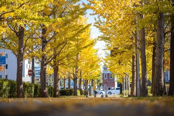 紅葉したイチョウの木