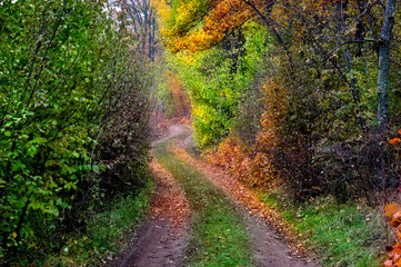 Autumn road in the forest covered with yellow foliage.