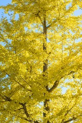 紅葉したイチョウの木