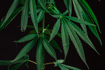 Thematic photos of hemp and marijuana Green leaf