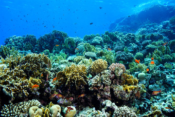 Fototapeta na wymiar Coral Reef at the Red Sea Egypt