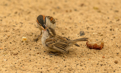 adult male sparrow feeding a young one