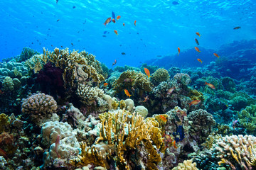 Naklejka na ściany i meble Coral Reef at the Red Sea Egypt