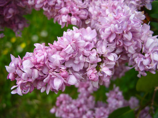 Fototapeta premium Purple lilac