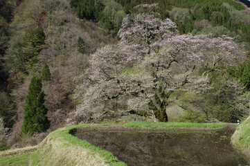 桜咲く　駒つなぎの桜