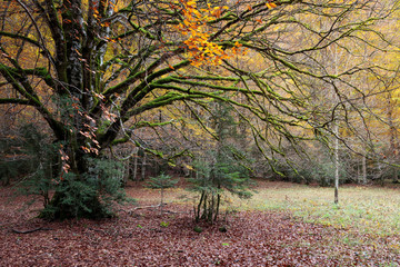 beech tree in autumn