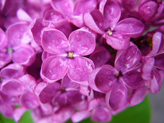 Fototapeta na wymiar Purple lilac