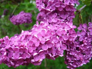Obraz premium Purple lilac