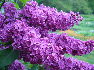 Purple lilac